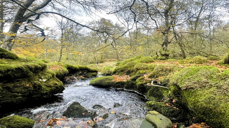 Llun o nant yn mynd drwy Coed Hafod Las yn Ysbyty Ifan